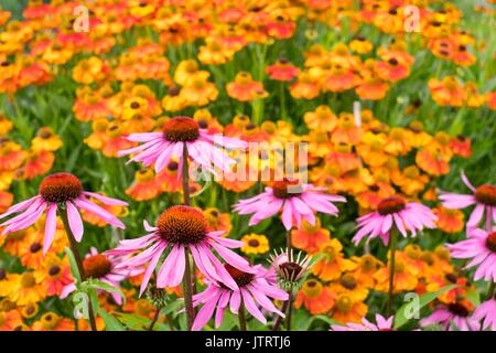 Informelle Country Cottage Garten mit, Echinacea purpurea 'Glanz' Helenium Hybriden von Ahin Early Flowerer' - sneezeweed. Stockfoto
