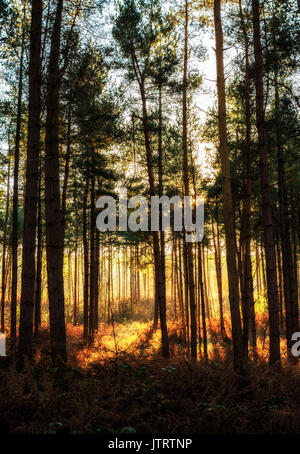 Bäume in Delamere Forest Stockfoto