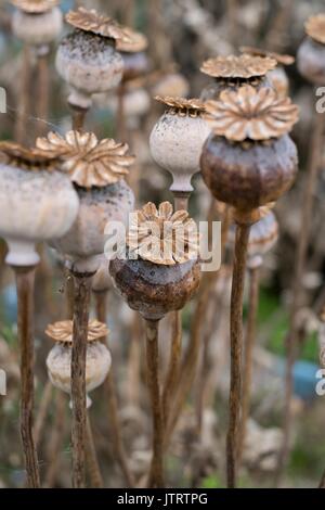 Papaver somniferum, Schlafmohn. Getrocknete seedheads. Stockfoto