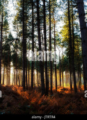 Bäume in Delamere Forest Stockfoto