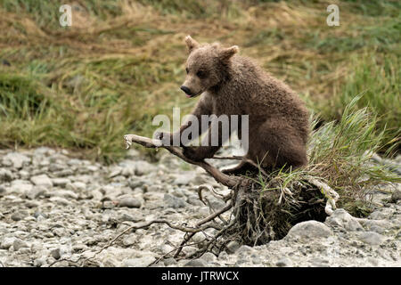 Ein Braunbär spring Cub spielt auf einem Zweig am McNeil River State Game Sanctuary auf der Kenai Halbinsel, Alaska. Der abgelegene Standort ist nur mit einer Sondergenehmigung erreichbar und ist der weltweit größte saisonale Bevölkerung von wilden Braunbären in ihrer natürlichen Umgebung. Stockfoto