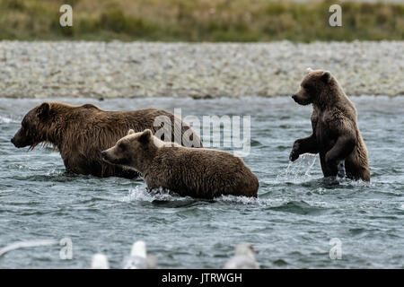 Ein Braunbär Jährling cub steht oben im Wasser bei der Jagd nach Lachs mit seiner Schwester und Mutter an der McNeil River State Game Sanctuary auf der Kenai Halbinsel, Alaska. Der abgelegene Standort ist nur mit einer Sondergenehmigung erreichbar und ist der weltweit größte saisonale Population von Braunbären in ihrer natürlichen Umgebung. Stockfoto