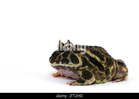 Cranwell der gehörnten Frosch, Ceratophrys cranwelli, erwachsenen männlichen Argentinischen Pacman Frog auf weißem Hintergrund, Captive Stockfoto