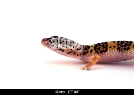 Leopard Gecko, Eublepharis macularius, Kopf geschossen von juvenilen Eidechse vor weißem Hintergrund, Pakistan, Captive Stockfoto