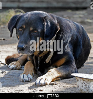 Großen alten Hund an der Kette Stockfoto