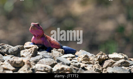 Rainbow lizard closeup in Ostafrika beteiligt Stockfoto