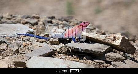 Rainbow lizard closeup in Ostafrika beteiligt Stockfoto