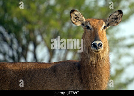 Wilde Wasserbüffel Porträt im Serengeti Park genommen Stockfoto