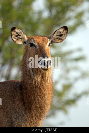 Wilde Wasserbüffel Porträt im Serengeti Park genommen Stockfoto