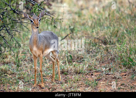 Wenig dik-Dik in Serengeyi Nationalpark, Ostafrika Stockfoto