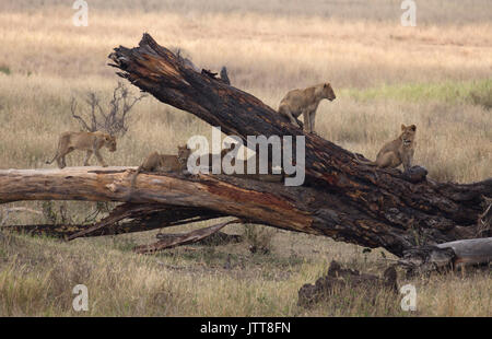 Junge Löwen auf einem Zweig in der Serengeti National Park, Ostafrika Stockfoto