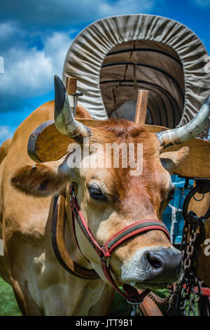 Ernte, dreschmaschine Tage, Displays und Erholung der antiken landwirtschaftliche Geräte und Techniken in Lancaster County. Stockfoto