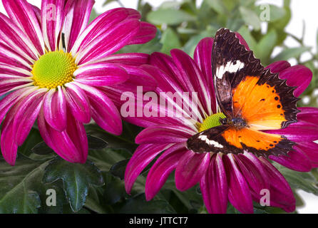 Malay Florfliege Schmetterling (Cethosia hypsea hypsina) an der roten Mom Stockfoto