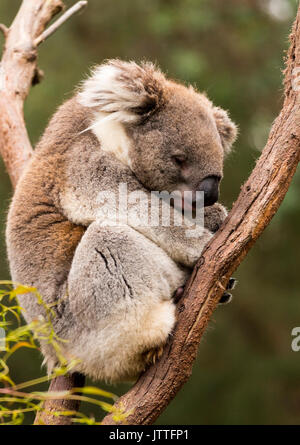 Schlafenden koala im Gum Tree Stockfoto