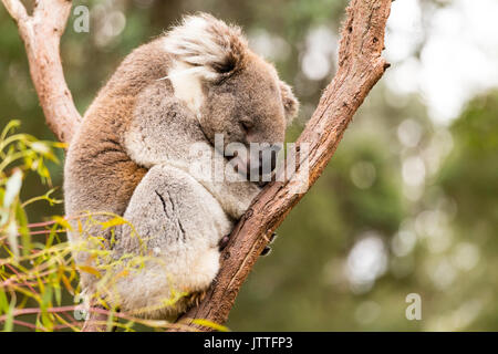 Schlafenden koala im Gum Tree Stockfoto