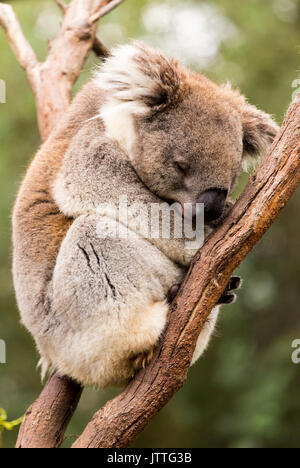 Schlafenden koala im Gum Tree Stockfoto