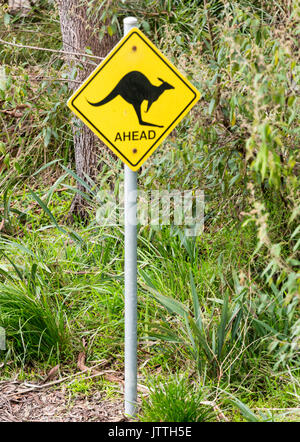 Kängurus vor dem Straßenschild mit australischem Buschland Stockfoto