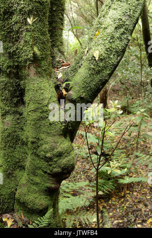 Die amtsleitung von Moss in der Lauisilva Wald im Anaga ländlichen Park der Insel Teneriffa, Kanaren Stockfoto