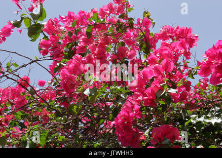 Bougainvillea Blüten in Santa Cruz de Tenerife, Kanarische Inseln, mit einem blauen Himmel als Hintergrund Stockfoto