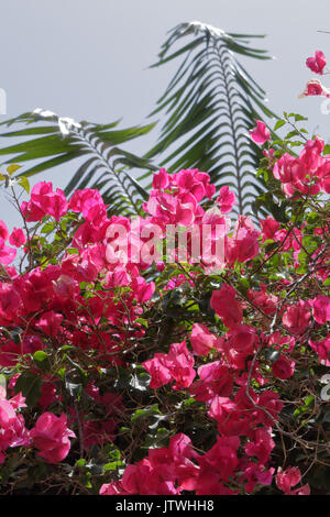 Bougainvillea Blüten in Santa Cruz de Tenerife, Kanarische Inseln, mit einem blauen Himmel als Hintergrund Stockfoto