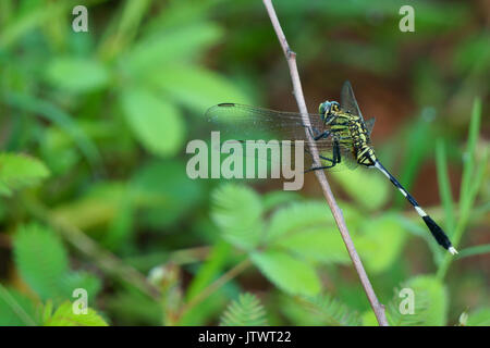 Die Libelle (Anisoptera) Festhalten an trockenen Zweigen Stockfoto