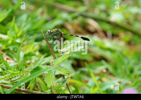Die Libelle (Anisoptera) Festhalten an trockenen Zweigen Stockfoto