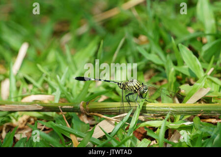 Die Libelle (Anisoptera) Festhalten an trockenen Zweigen Stockfoto