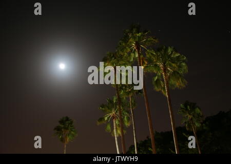 Mondaufgang über beleuchteten Palmen in einer klaren Nacht Stockfoto