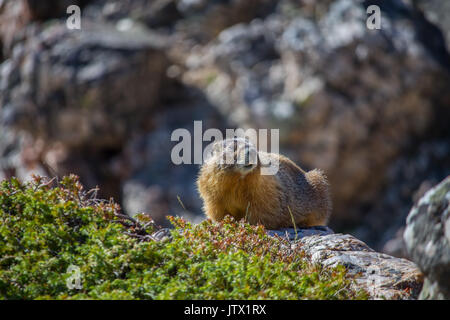 Eine gelbe bauchige Marmot ruht auf einem Boulder in den Rocky Mountains. Stockfoto