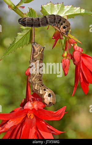 Elefant Hawk Moth Raupen (Deilephila elpenor) Fütterung auf einer Fuchsia-Pflanze, mit defensiven Augenflecken Stockfoto