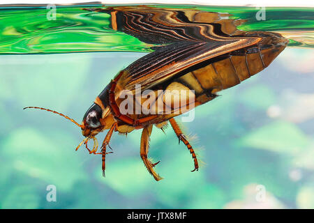 Großen Diving Beetle, Gelbrandkäfer Marginalis, Erwachsene im Wasser, Normandie Stockfoto