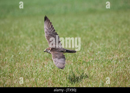 SAKER FALCON Falco Cherrug, Erwachsene IN FLIGHT Stockfoto