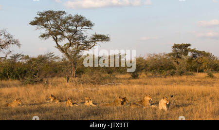 Stolz des Löwen (Panthera leo) am späten Nachmittag ausruhen Stockfoto