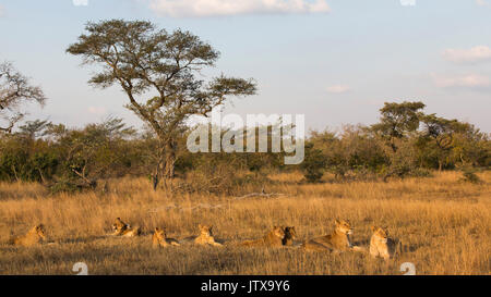 Stolz des Löwen (Panthera leo) am späten Nachmittag ausruhen Stockfoto