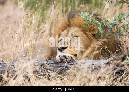 Porträt der männliche Löwe (Panthera leo) ruht auf einem Log Stockfoto