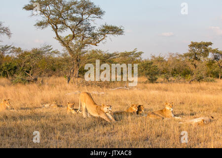 Stolz des Löwen (Panthera leo) mit einem Dehnen in den späten Nachmittag Stockfoto