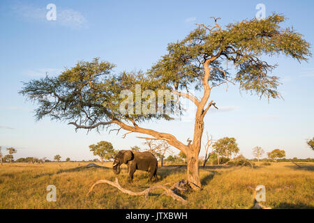 Einsame Elefant (Loxodonta africana) Stier Fütterung auf die Hülsen einer camelthorn Baum (Acacia Erioloba) auf einer Wiese plain Stockfoto