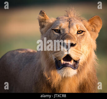 Sub-erwachsenen männlichen Löwen, Mitglied des Sumpfes Stolz, Savuti Stockfoto