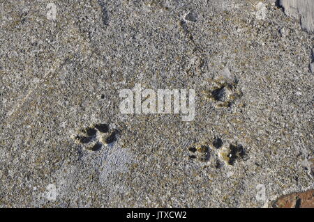 Pfotenabdrücke in Beton Stockfoto
