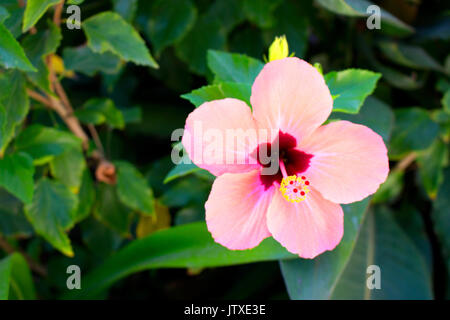 Hibiscus. Tropical Bush mit rosa Blüten. Mediterrane Pflanze. Stockfoto