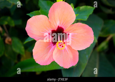 Hibiscus. Tropical Bush mit rosa Blüten. Mediterrane Pflanze. Stockfoto