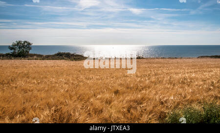 Weizenfeld auf Küste und Meer auf Hintergrund, Irland Stockfoto