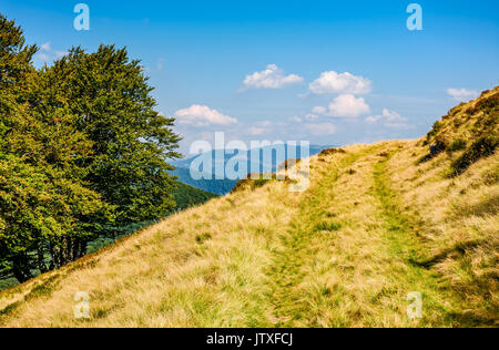 Weg durch Buchenwald auf einem grasbewachsenen Hügel. Schöne Landschaft der Karpaten im frühen Herbst Stockfoto