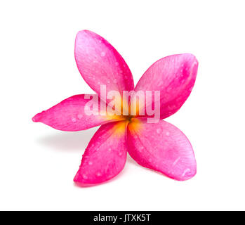 Schöne Plumeria rubra Linn auf weißem Hintergrund Stockfoto