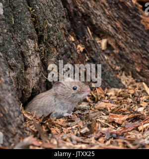 Kleine Bank Wühlmaus Nager Myodes Glareoleus in verfallenden Baum stumpf in Waldlandschaft Stockfoto