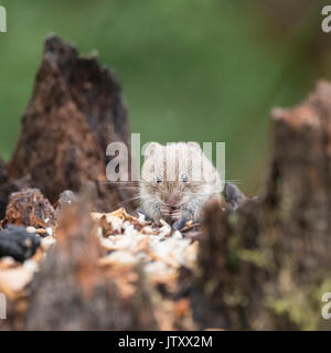 Kleine Bank Wühlmaus Nager Myodes Glareoleus in verfallenden Baum stumpf in Waldlandschaft Stockfoto