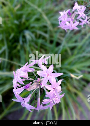 Alium rosa Blüten Stockfoto