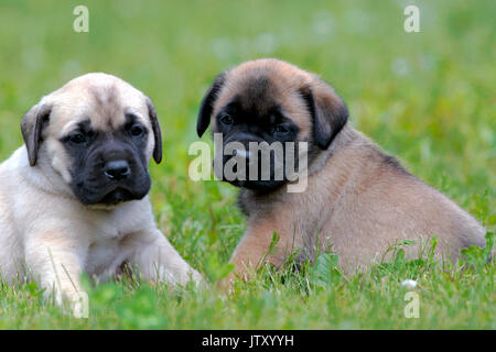 Zwei englische Mastiff Welpen, wenige Wochen alt sitzen zusammen auf Gras Stockfoto