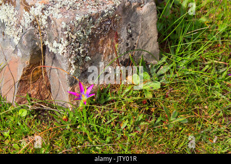 Steine. Steine, Moos und Pflanzen im Wald. Natürlich. Stockfoto