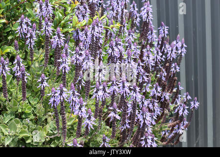 Definitionen Plectranthus Caninus, Colues canina Stockfoto